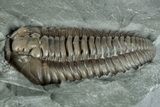 Flexicalymene Trilobite Fossil - Indiana #289057-3